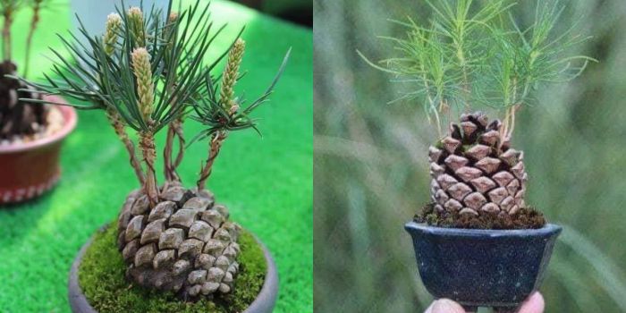 How to make pine trees for cake decoration