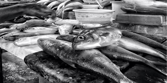 Milkfish ingredients